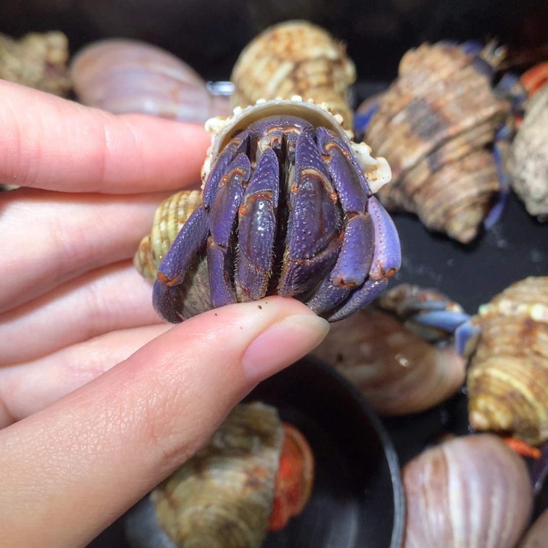 2.3黑紫紫陆不退不换