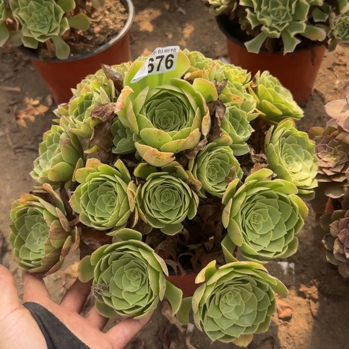 万圣节……多肉植物……