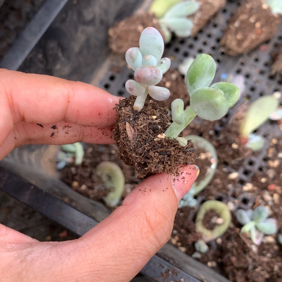 芒果奶彩虹奶两颗