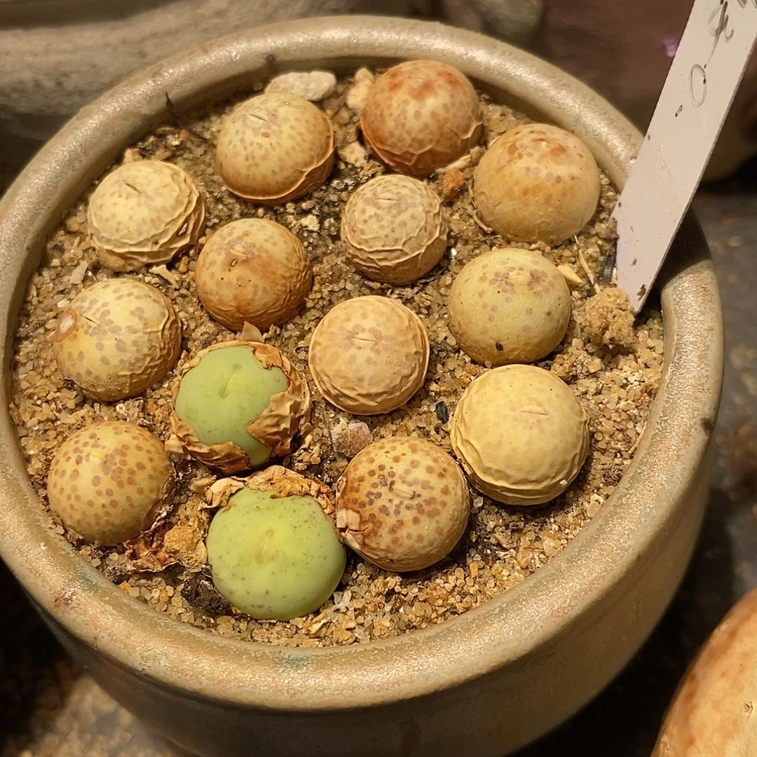 鸽子蛋一颗。一厘米左右。