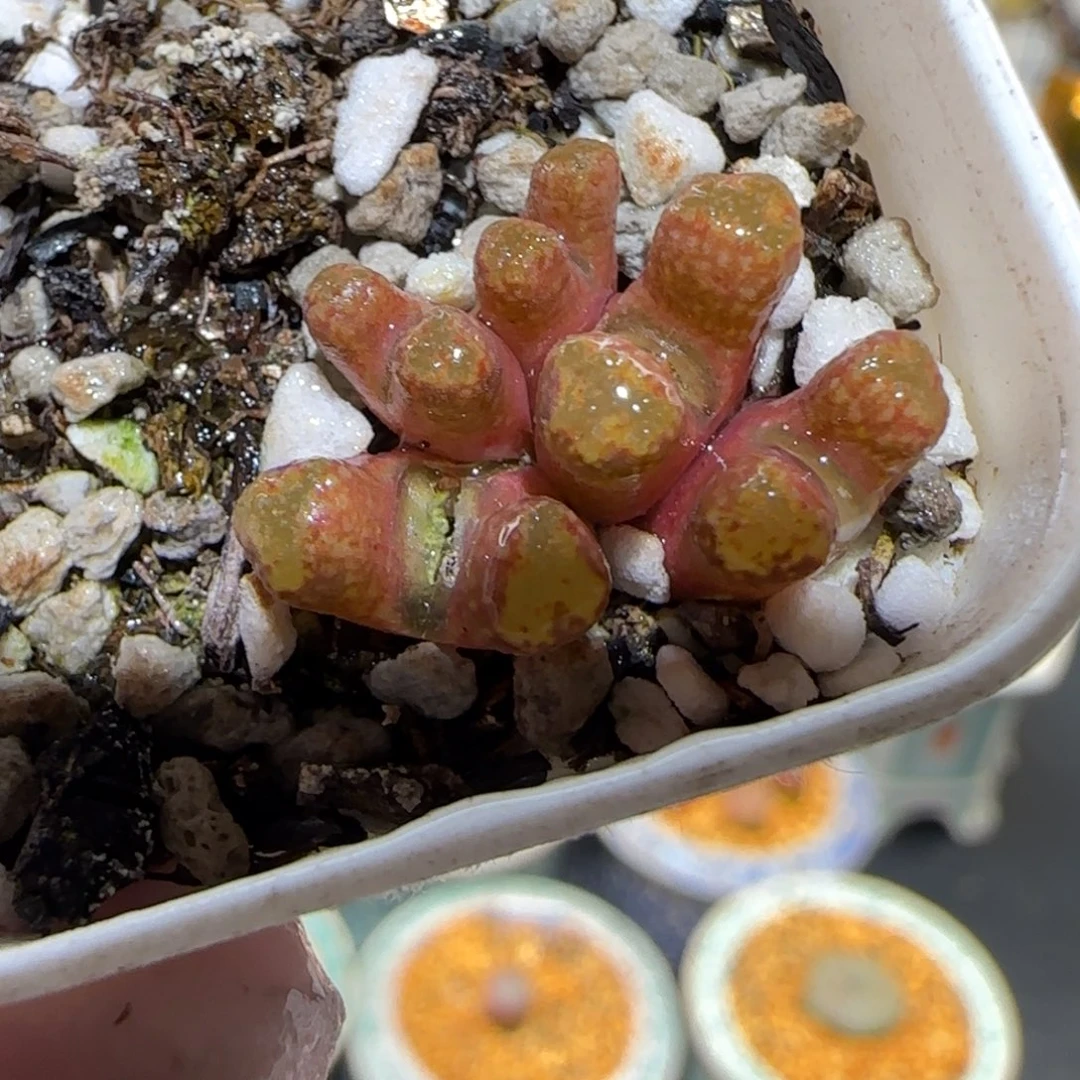 肉锥多肉植物百科-火柴657