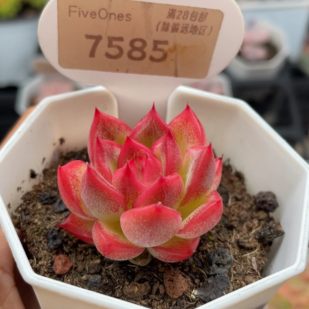 弗洛瑞安娜7585-3.5厘米