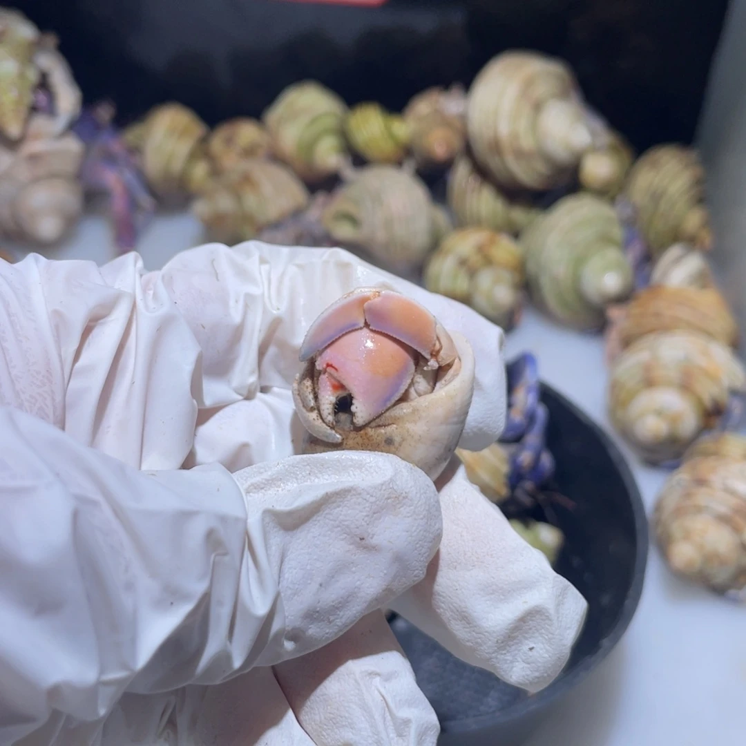 A5 沐恩专拍紫陆2.0口肉粉色