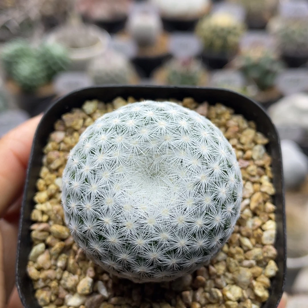 折后价    立刺春星     实生根