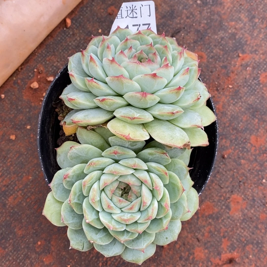 茉***沫不包整散掉头4177~12厘米