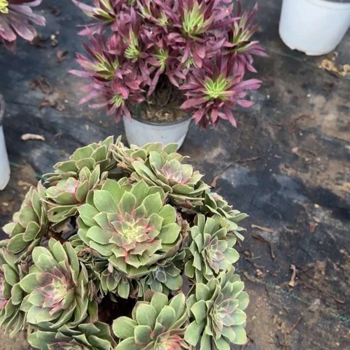 莲花座➕朱雀包邮。