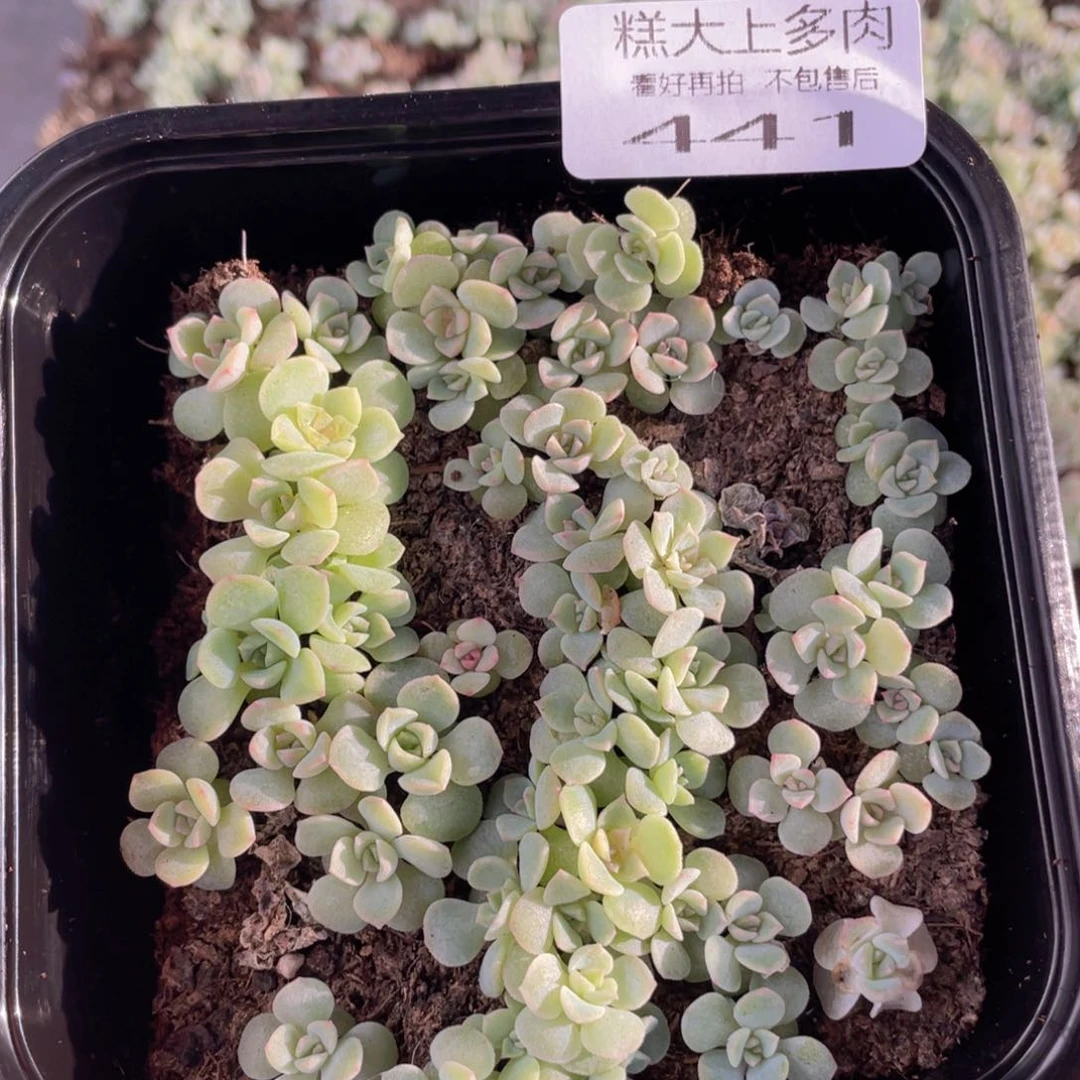 云糖心多肉植物441