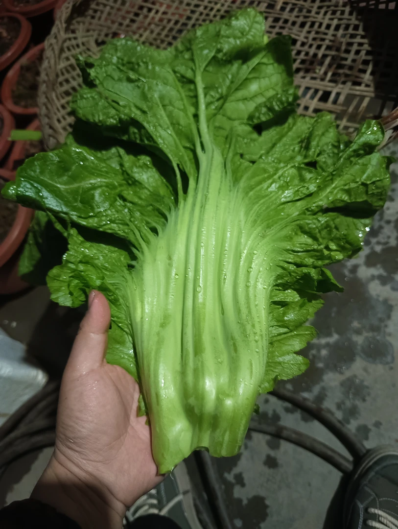 大叶菜种子青菜新鲜农家新鲜蔬菜云南芥菜酸菜苦菜冬季