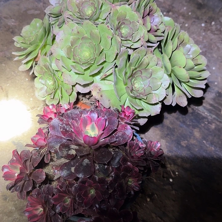 精品组合老桩亏本福利41