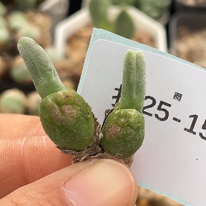 25-151哈默兔多肉植物