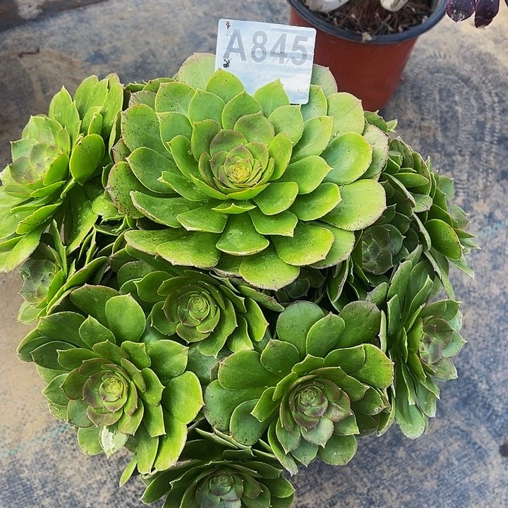 万圣节845福利出了