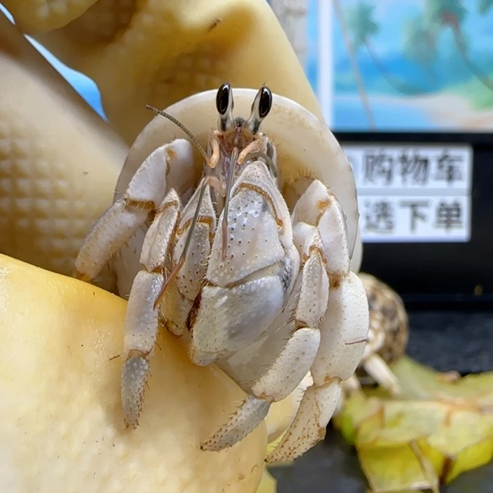 A26灰色 西沙1.6cm口径