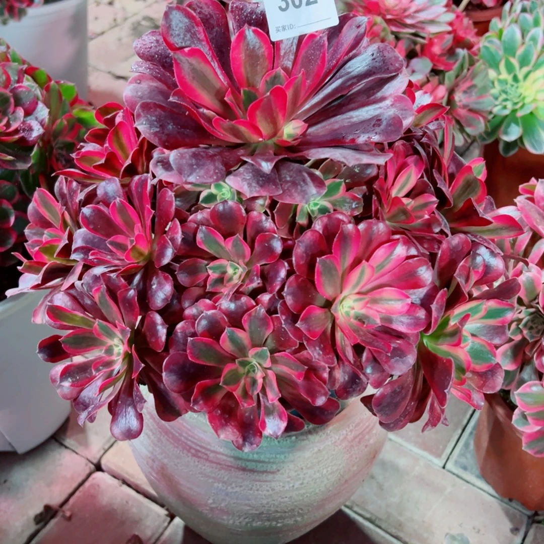 302美杜莎法师多肉