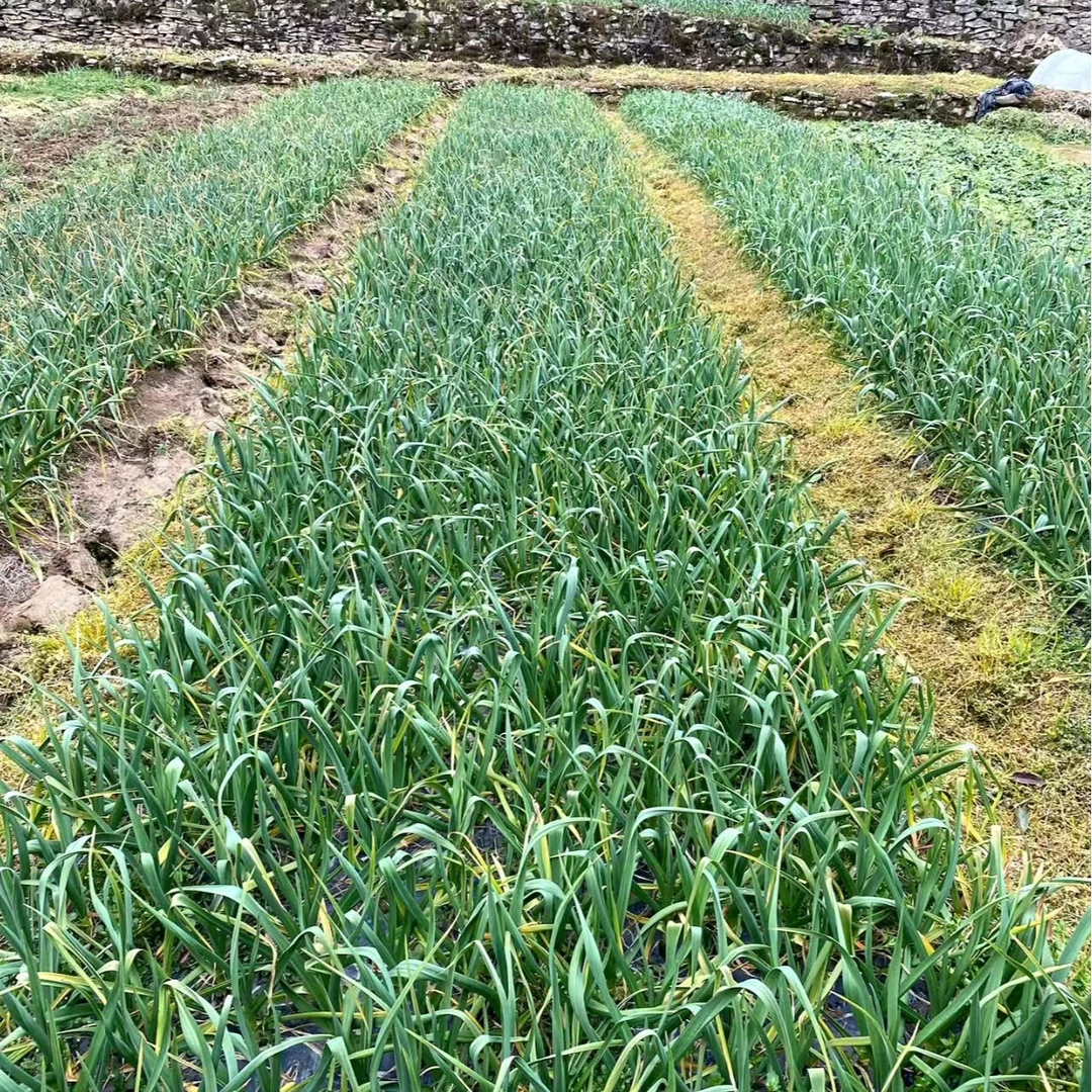 湖北恩施农家新鲜蒜苗应季蔬菜