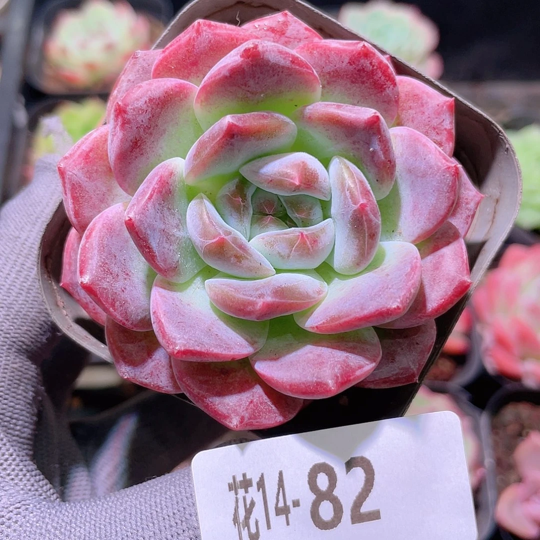 花利美14-82新品