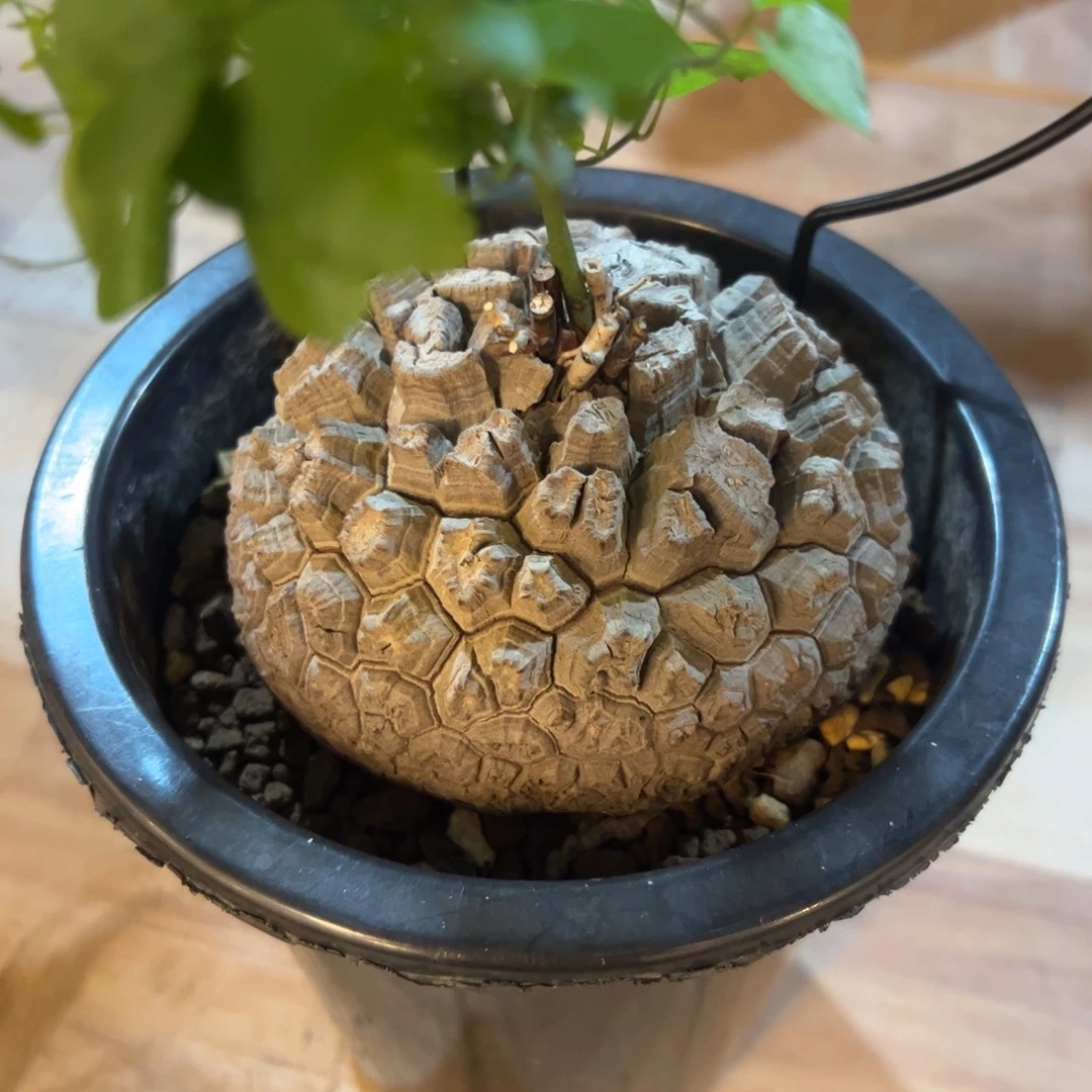 日系盆栽养定的龟甲龙888号