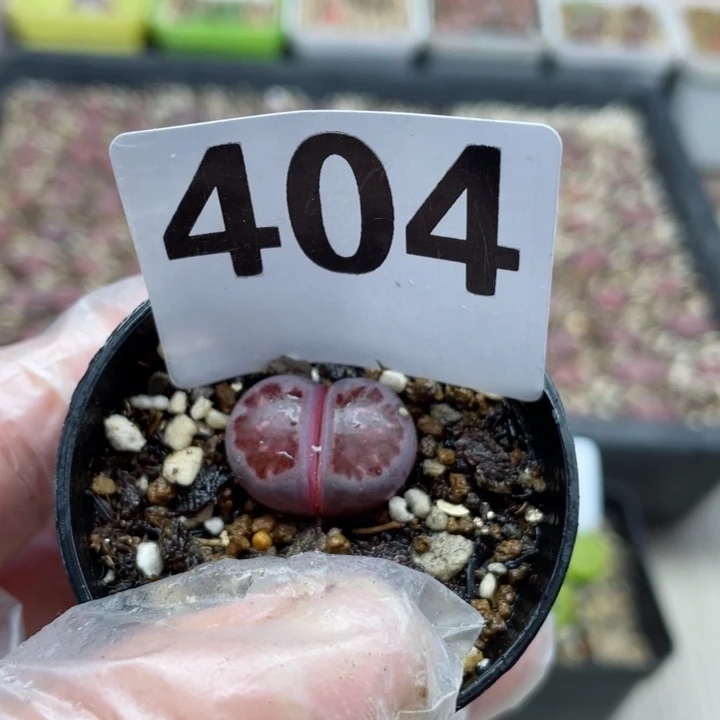 404紫菊母本带盆