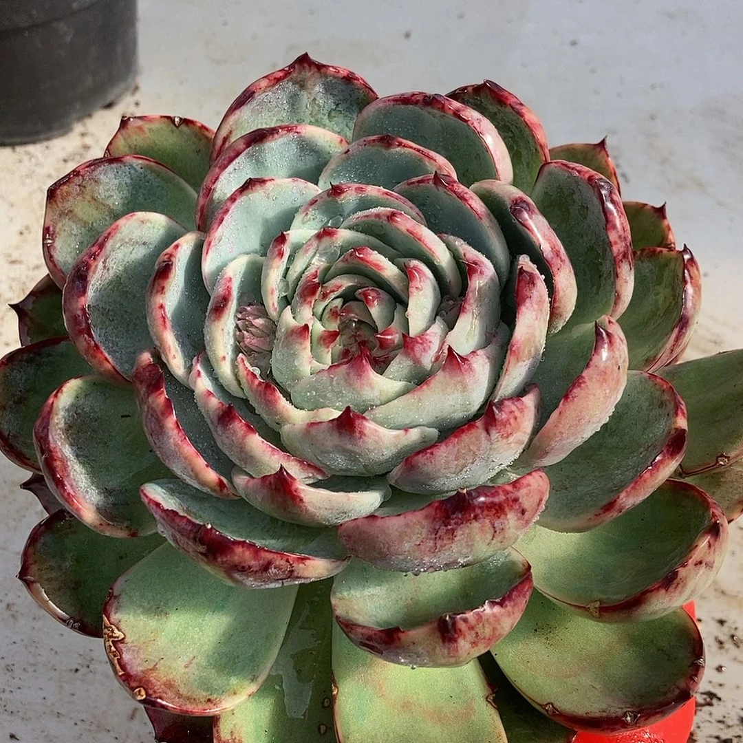 77 一物一拍不退不换