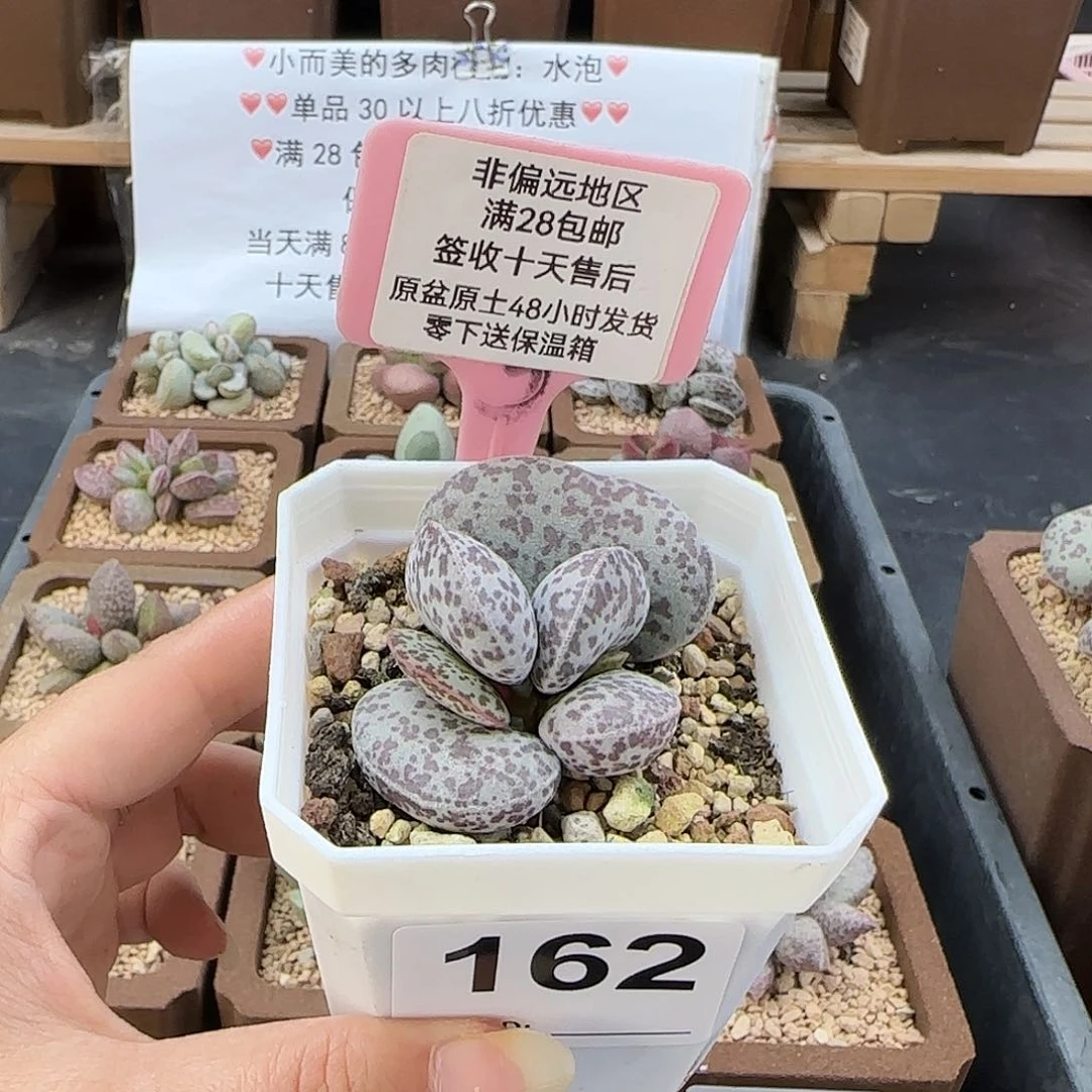 胡**雪162花旦多肉植物