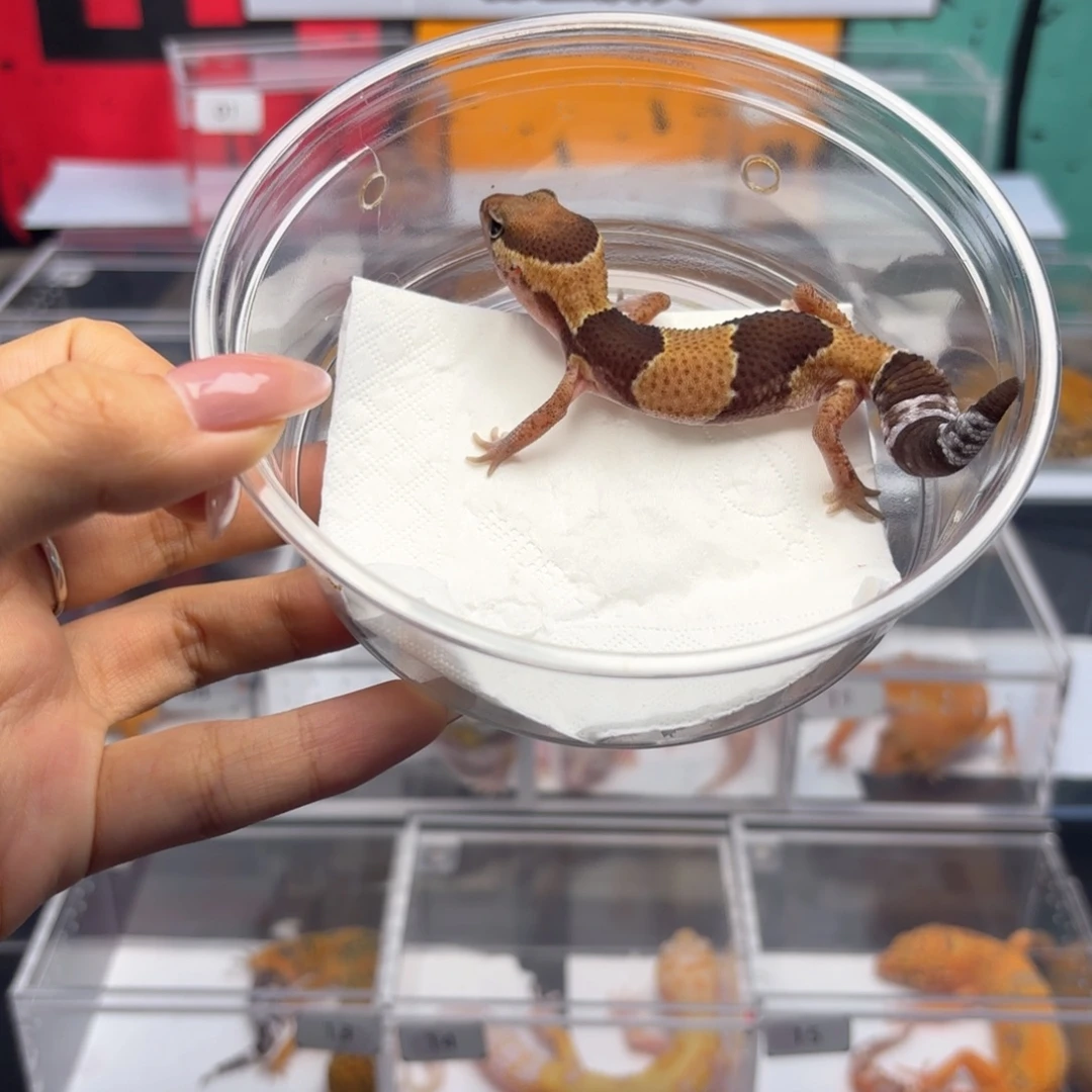 豹纹守宫原色母温 N034