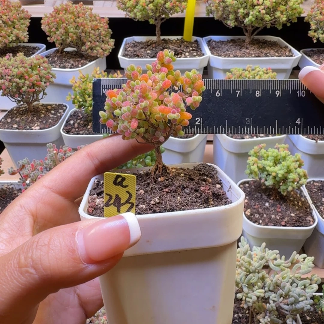 a243号橘子糖冠服5厘米左右福利价