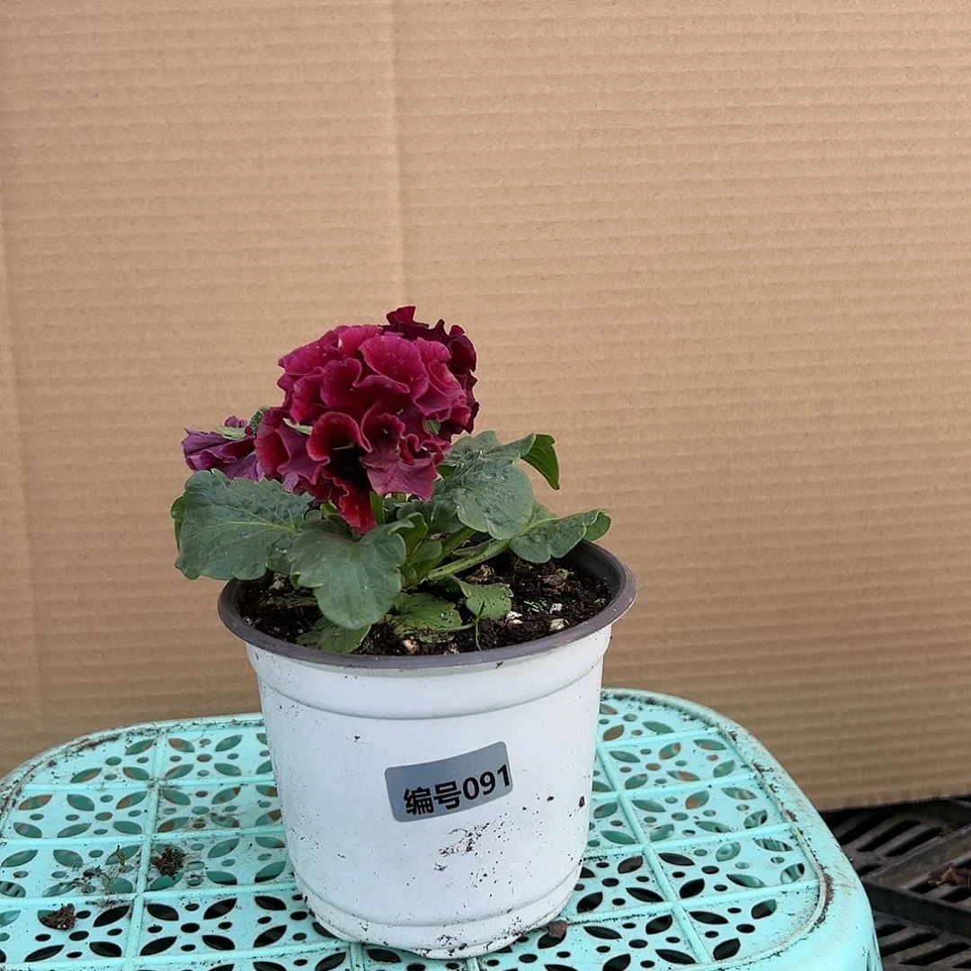 【闪购商品】完全开放091号