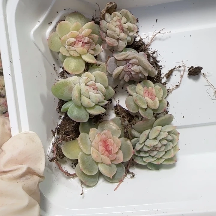 欣***悦88王者系列锥化一盒