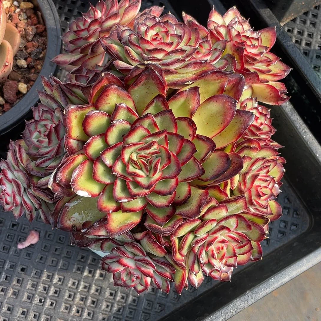 多肉植物一物一拍