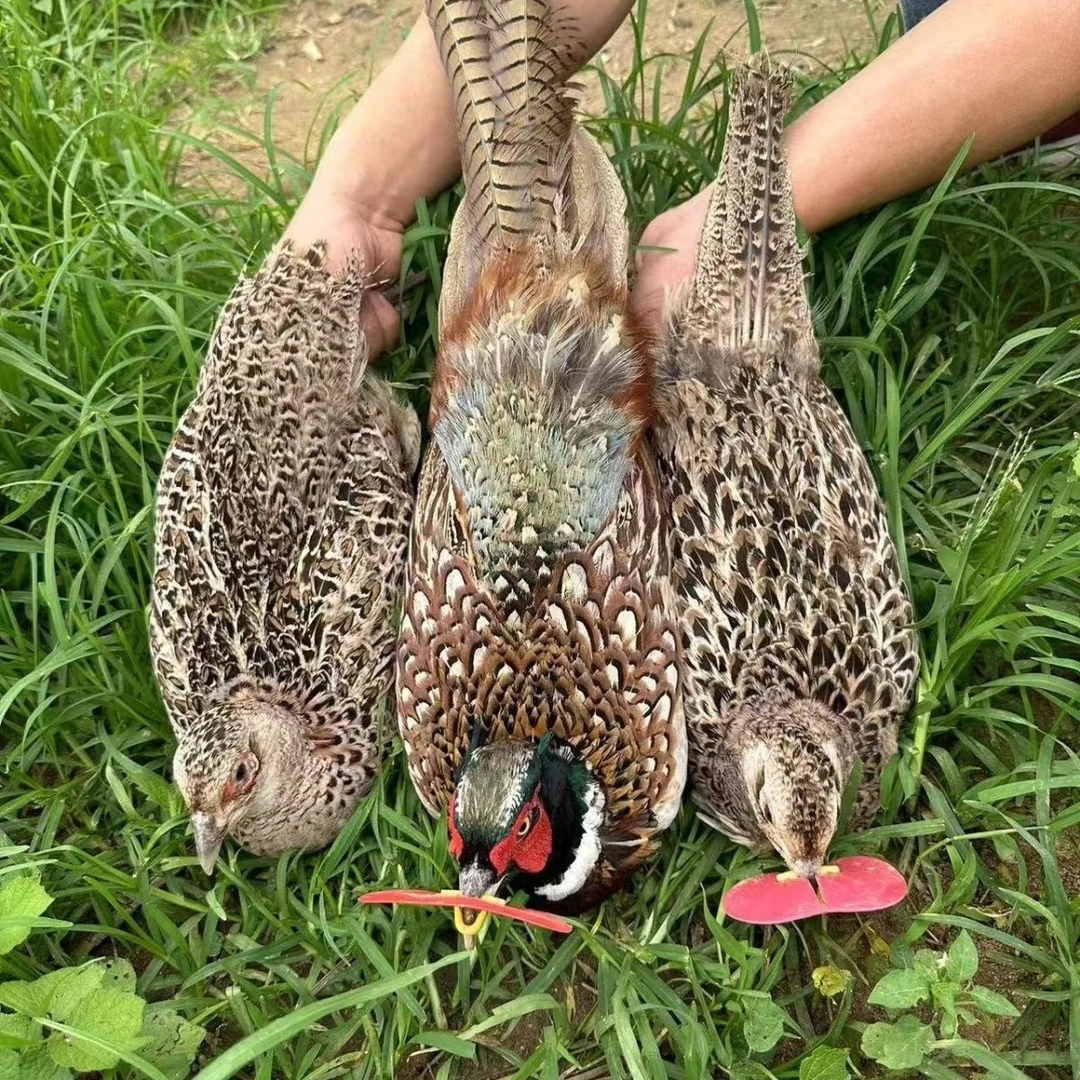 (三只母鸡)易大师专属七彩山鸡户外散养整鸡可观赏可食用包邮