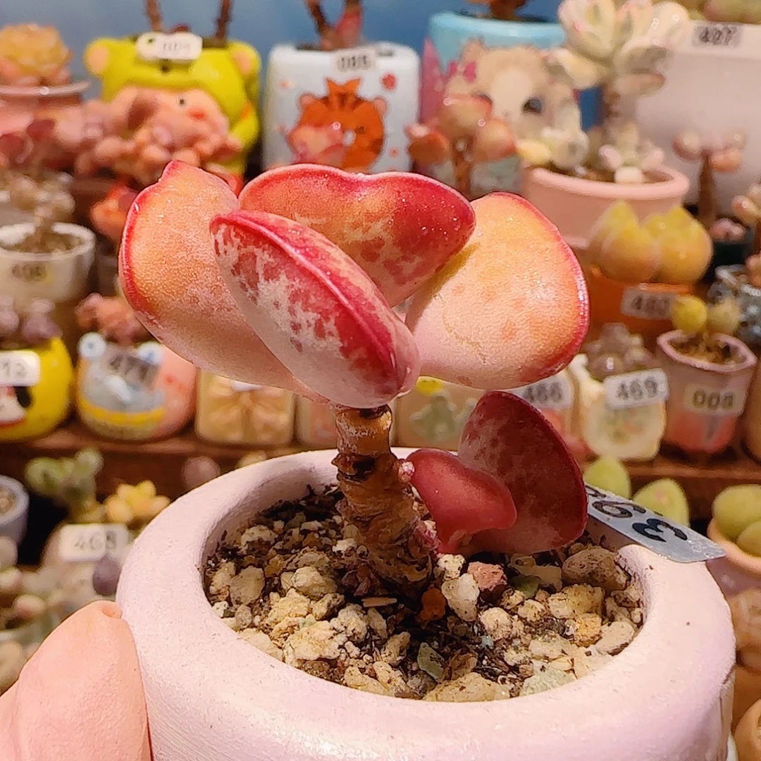 T爱心水泡盆口4cm