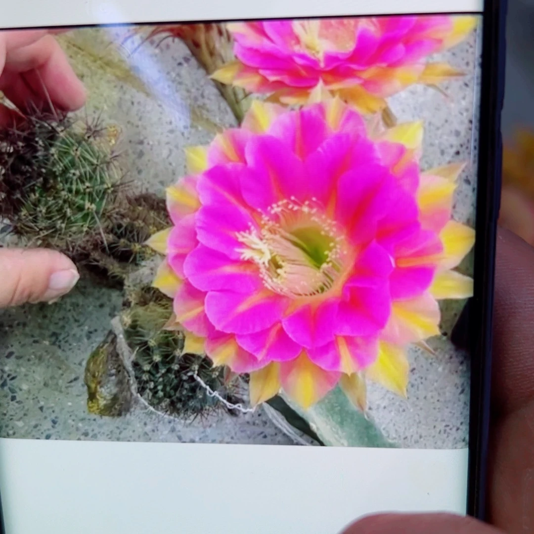 下107彩草54 歪无根侧芽4公分左右20包邮