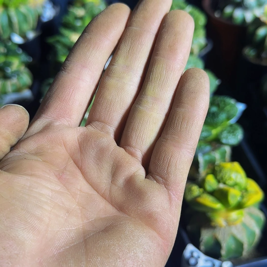 胡**雪紫皮尤波球棚里选