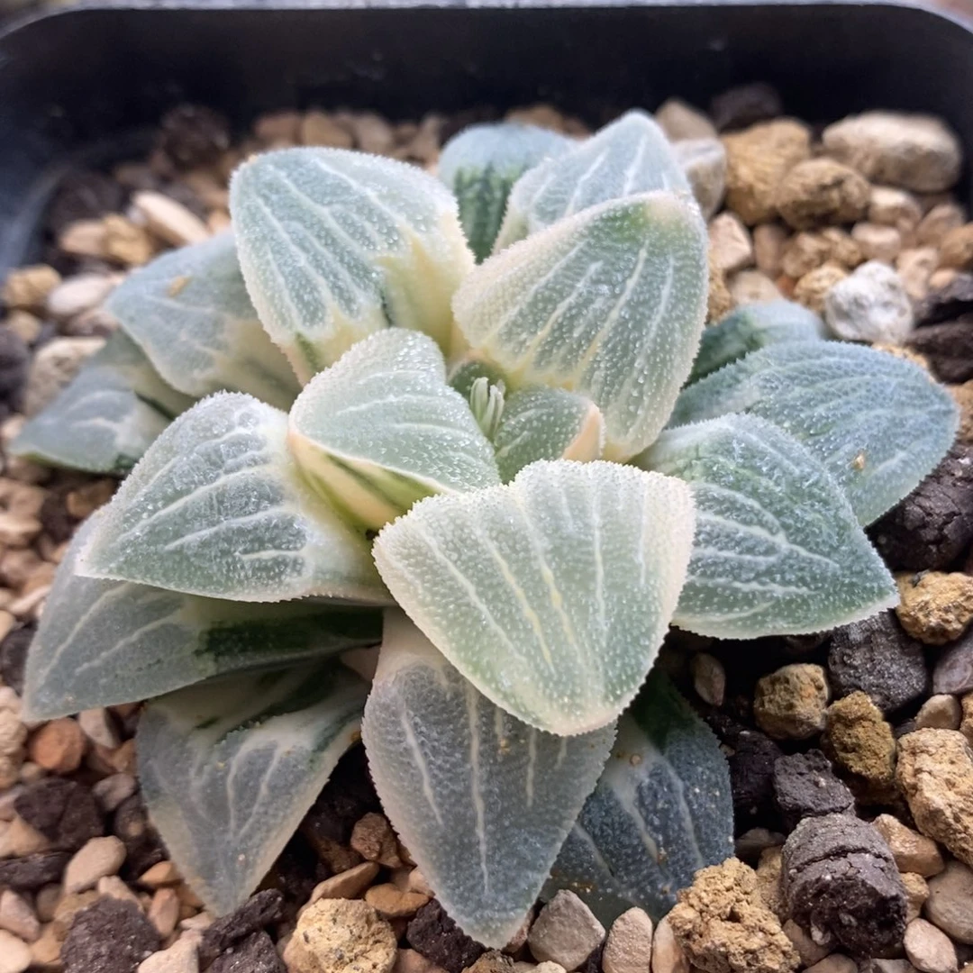42白糊斑磨面锦一物一拍