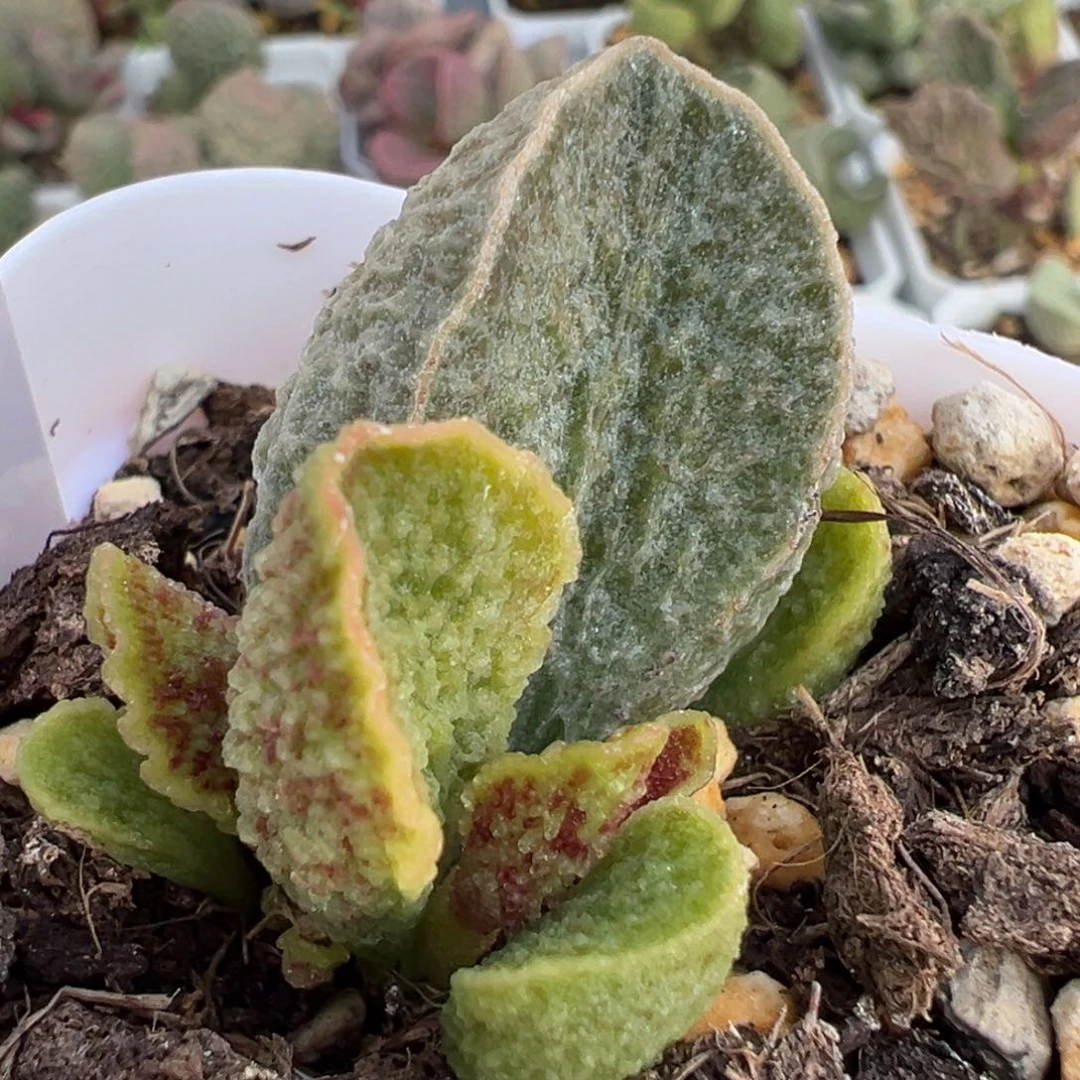 希妍大苗多肉植物水泡
