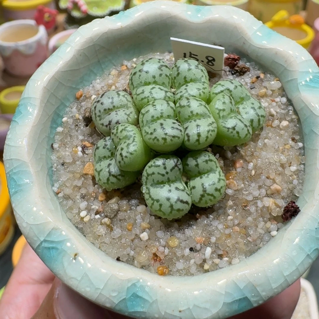 蘑菇1261安贞多肉植物