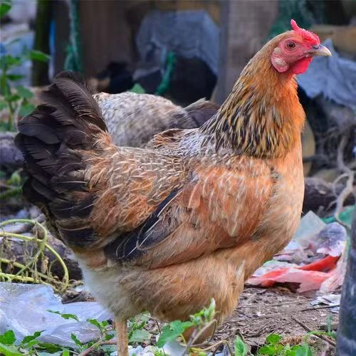 散养老母鸡肉质细嫩鲜美适合月子食用