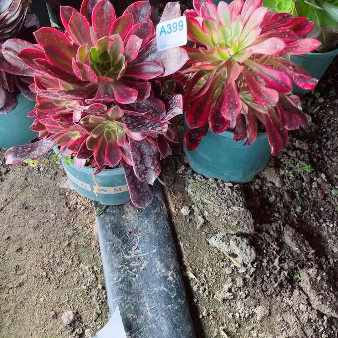 彗*多肉植物组合399组合