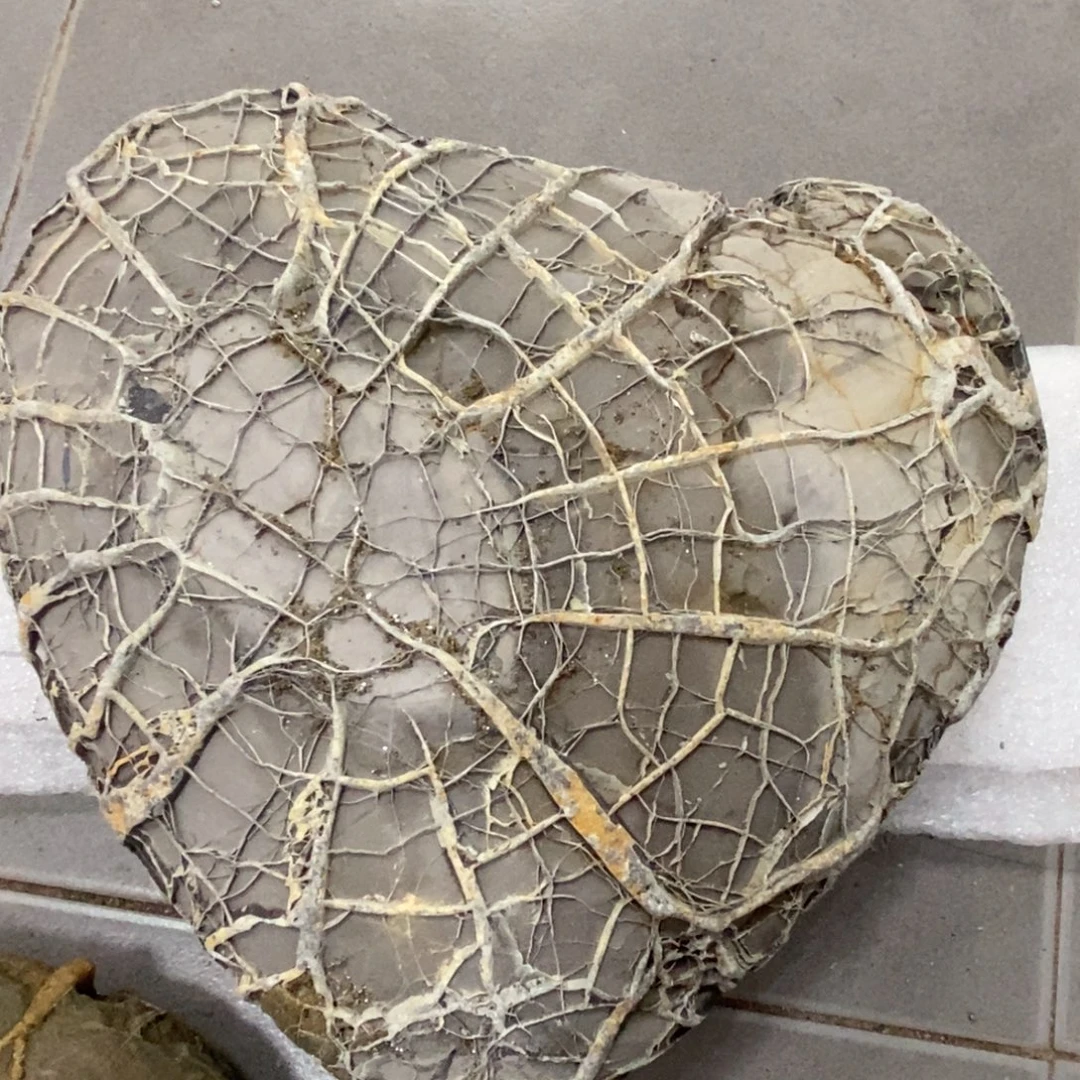 假***花龟纹石原产地直播