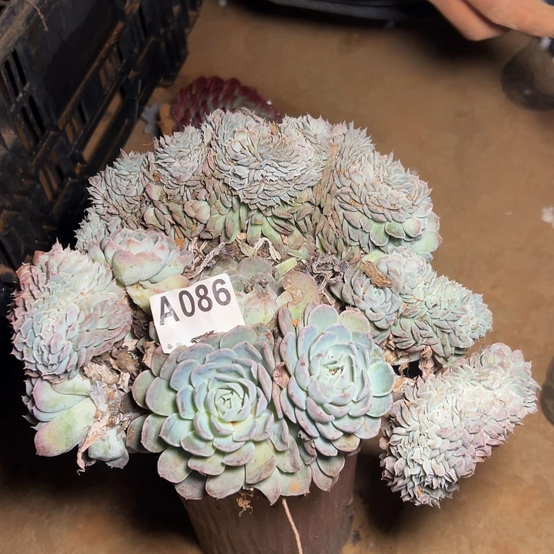 香妃月影缀 一颗发货