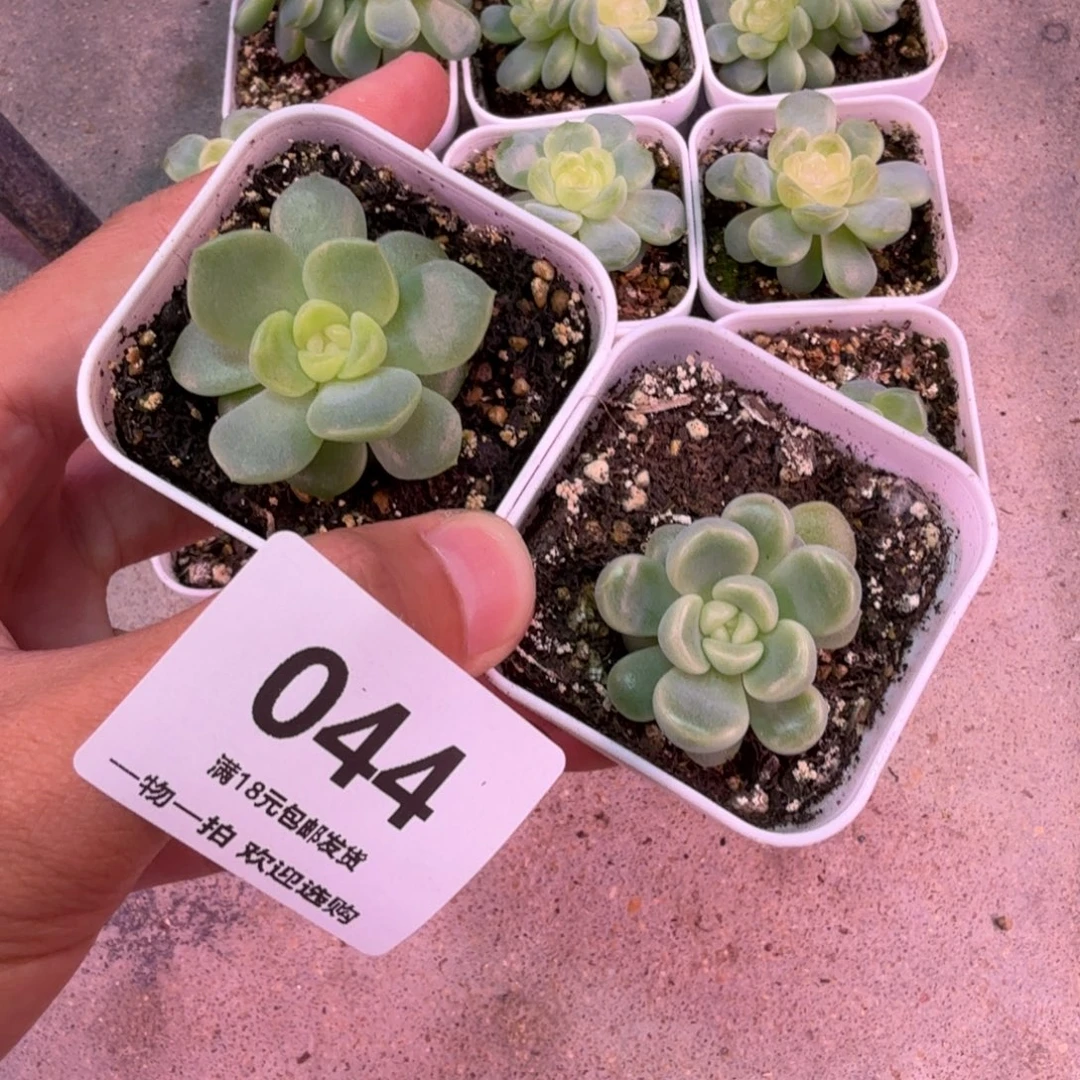 谪仙童话组合一物一拍044