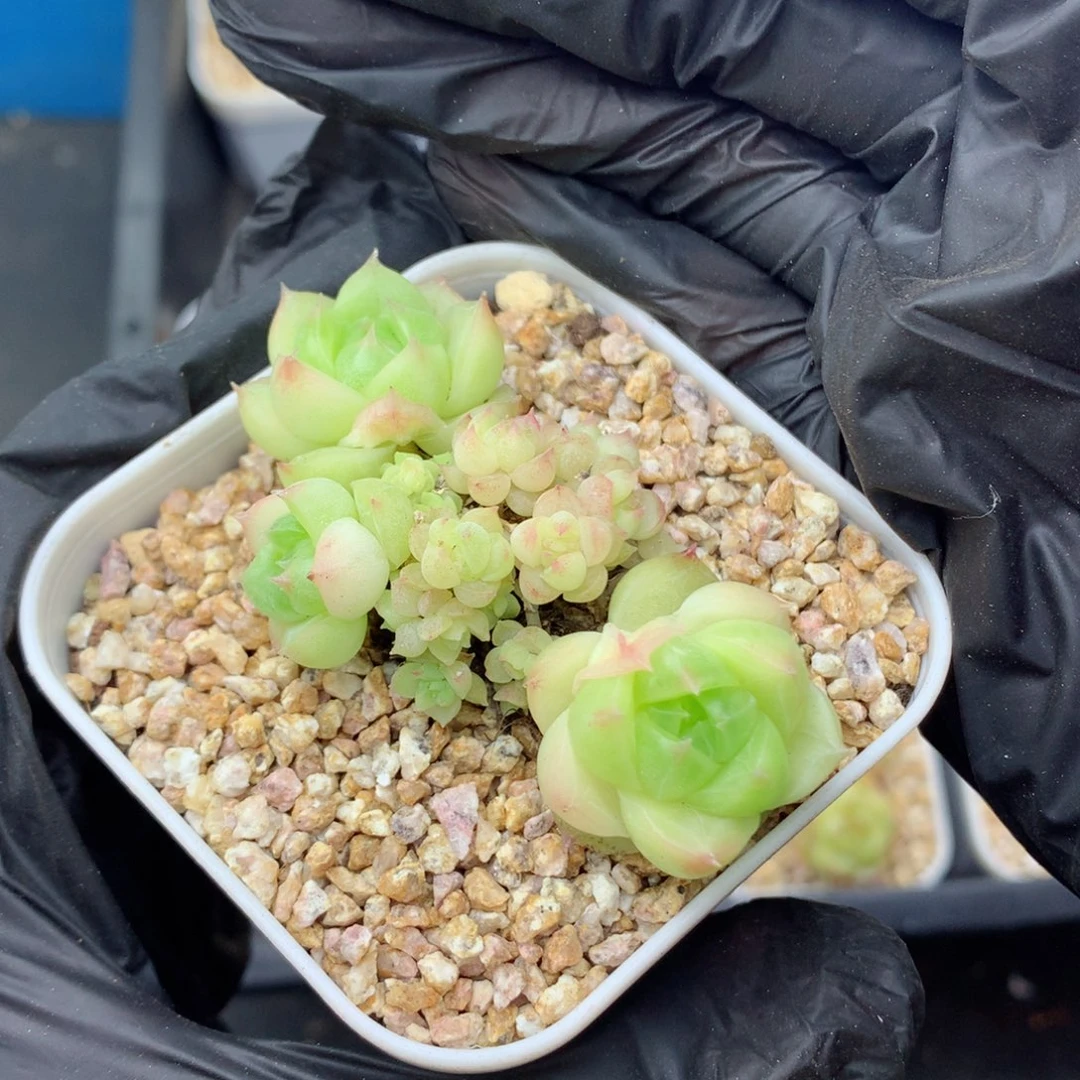 58包邮  群生不包整麦秆群30