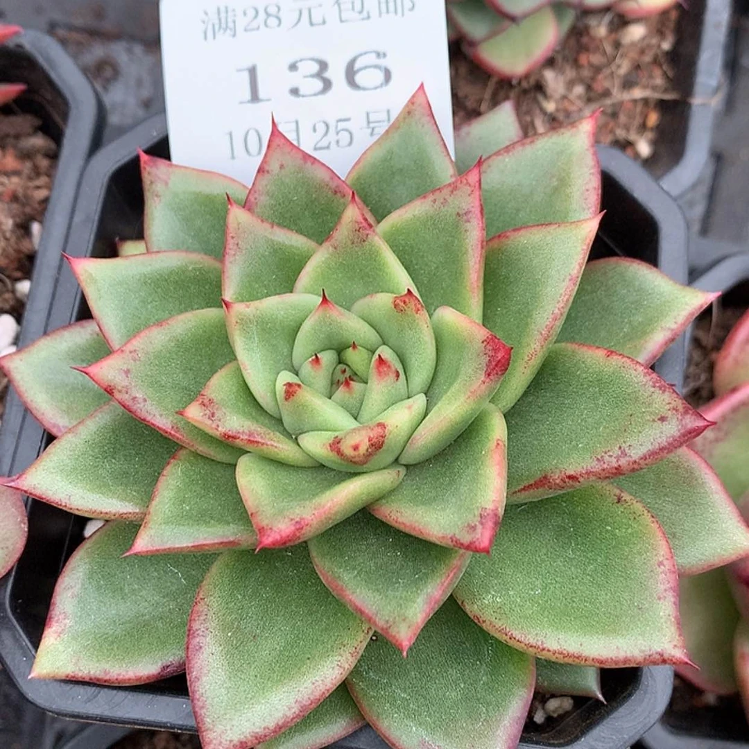 【闪购商品】云136号