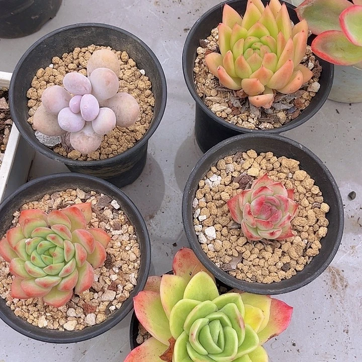 五颗20127多肉植物