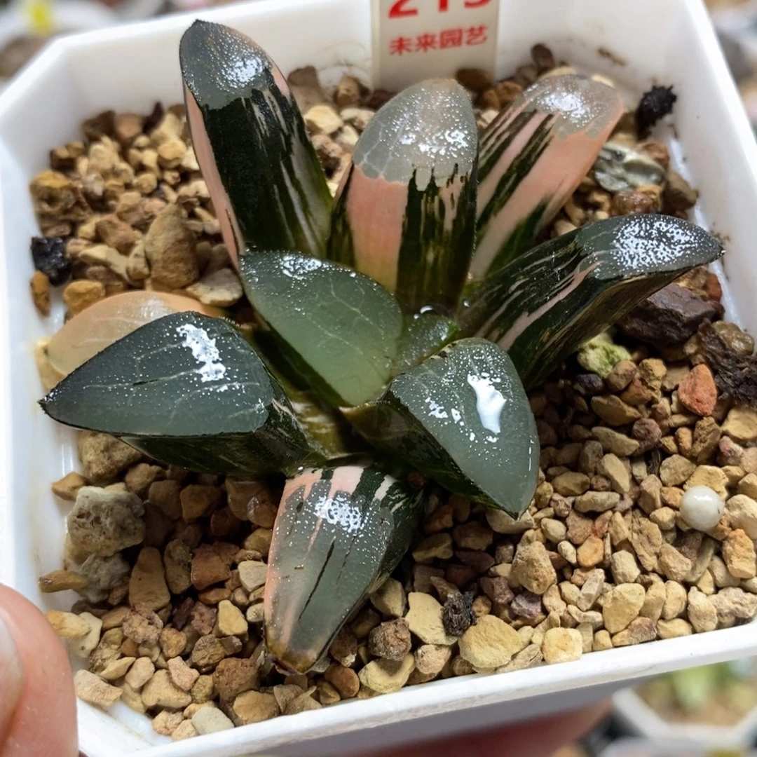 213丘比特克锦一物一图