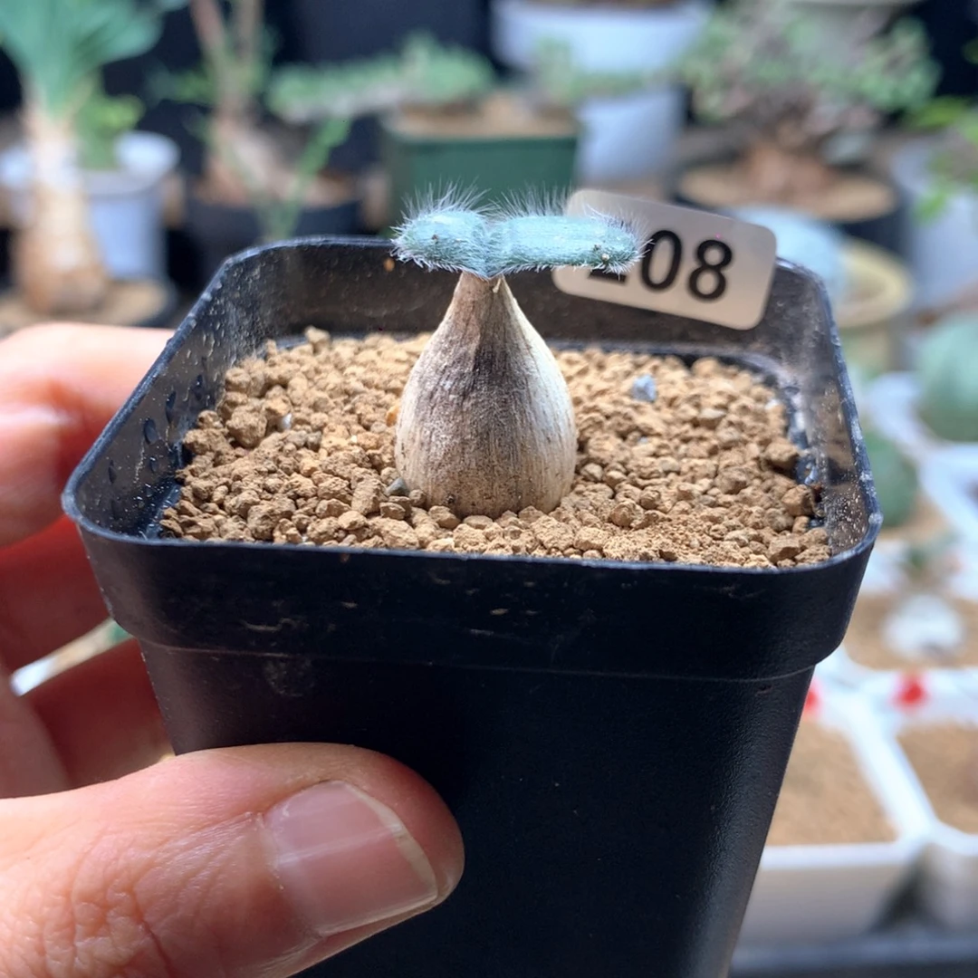 毛叶石蒜带盆母本208