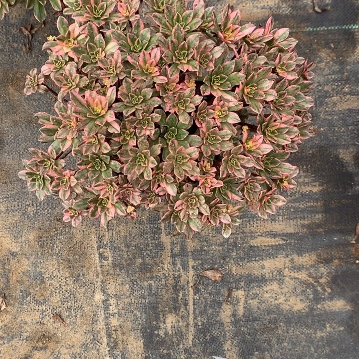 甜茶25多肉植物断枝