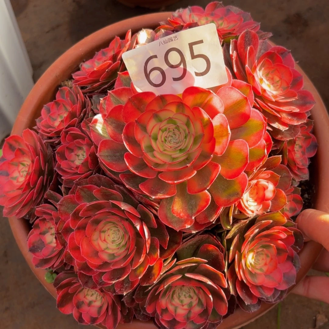 695多肉植物荔枝特价