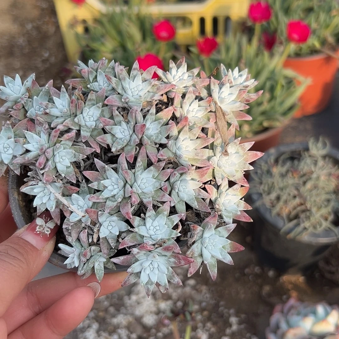 多肉植物老庄白菊