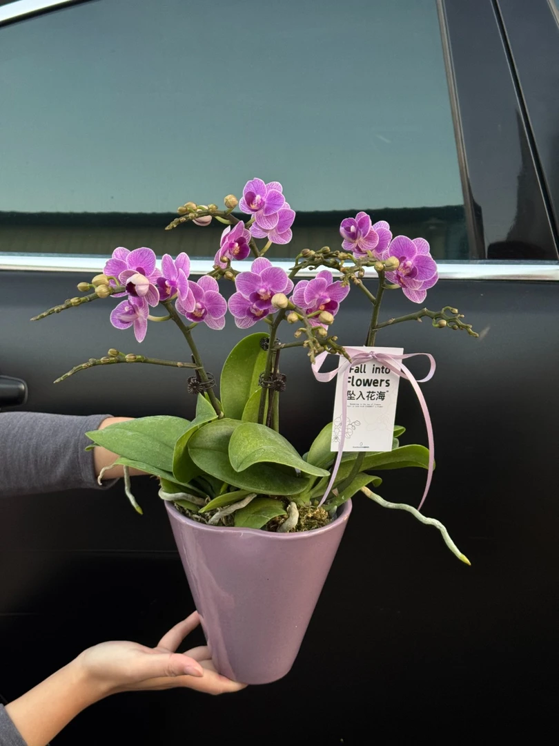 【小蓝Blue二代】AA级蝴蝶兰小水甄选 欧洲小蓝 蓝紫色系爆花量