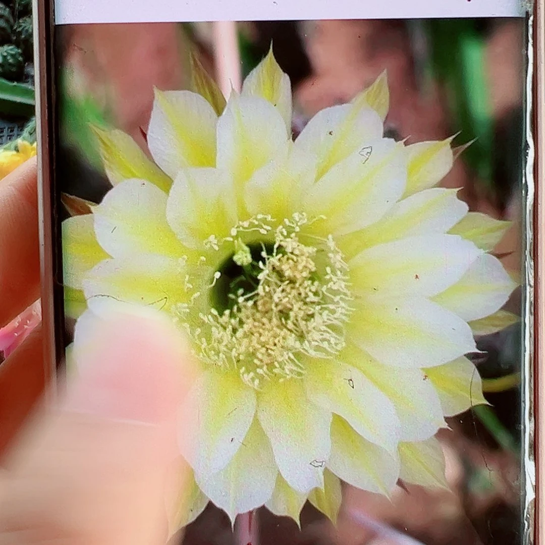 彩草以卡洛斯侧芽 20包邮